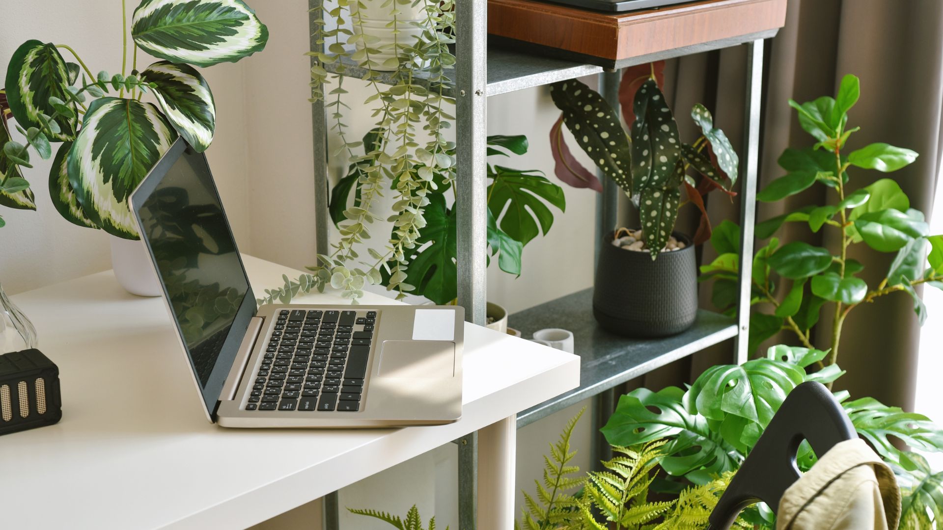 officegreenery picture of an office with plants